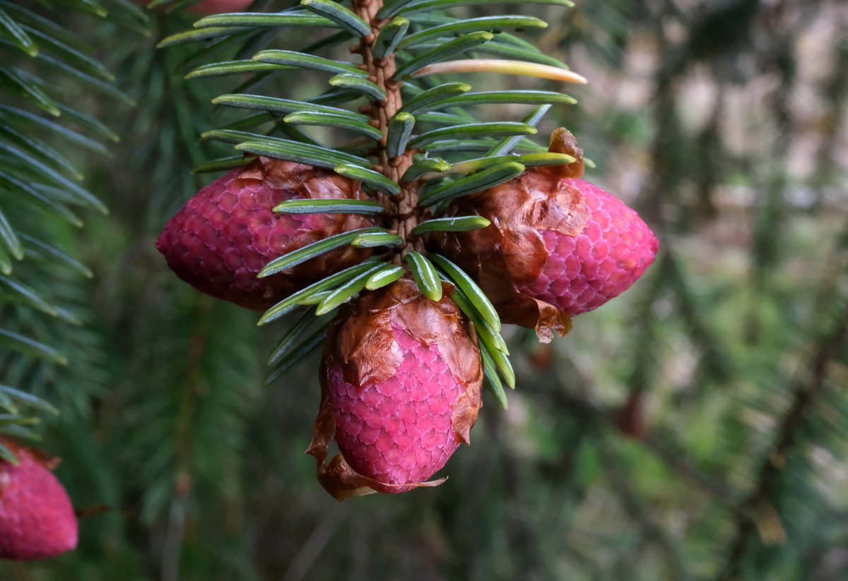 Sitka spruce pollen cones