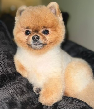 millypod1's tweet photo. #STOLEN @cheshirepolice @MerseyPolice
🆘23 APR 2023 GIGI #ScanMe
Pomeranian Female Very tiny 2kg
1 rounded ear 1 pointed ear
#Willaston #Cheshire #CH64 Between #Neston #EllesmerePort #Wirral Seen being picked up by a woman driving a large Dark Vehicle https://t.co/4Nn2gPhjYG https://t.co/XzjqcwWic8
