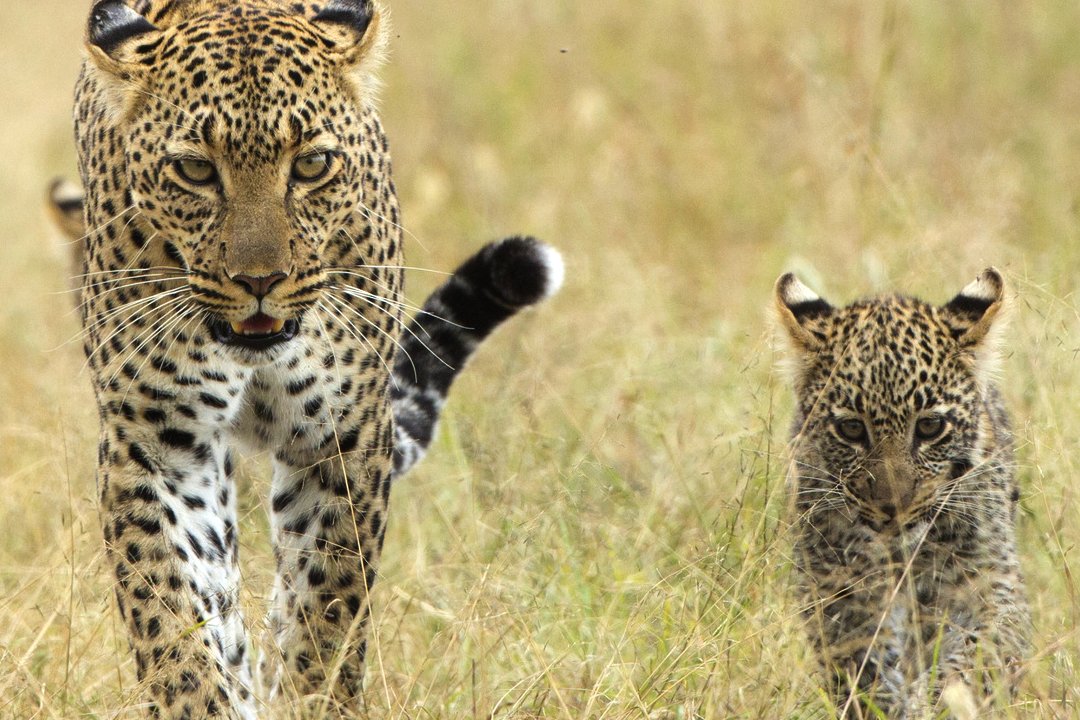 Roaring Earth tweet media