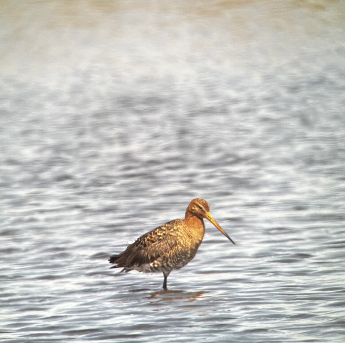 Mijn eerste voorjaar vogelen in de Binnenveldse Hooilanden. Nu begrijp ik waarom gruttos, tureluurs en kluten zo heten. De Engelse namen zijn niet zo behulpzaam <a href="/VroegeVogels/">Vroege Vogels</a> <a href="/vogelnieuws/">Vogelbescherming NL</a> <a href="/MooiBinnenveld/">Mooi Binnenveld 🌸</a>