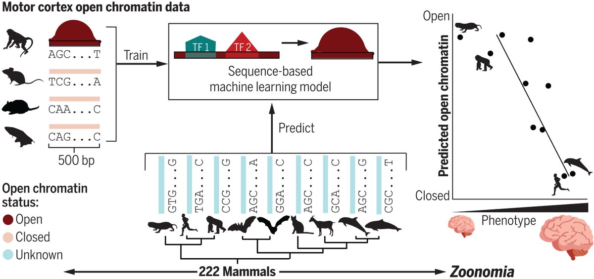 Researchers in Science have used #MachineLearning to identify regions of the genome associated with brain size. scim.ag/2sy #Zoonomia