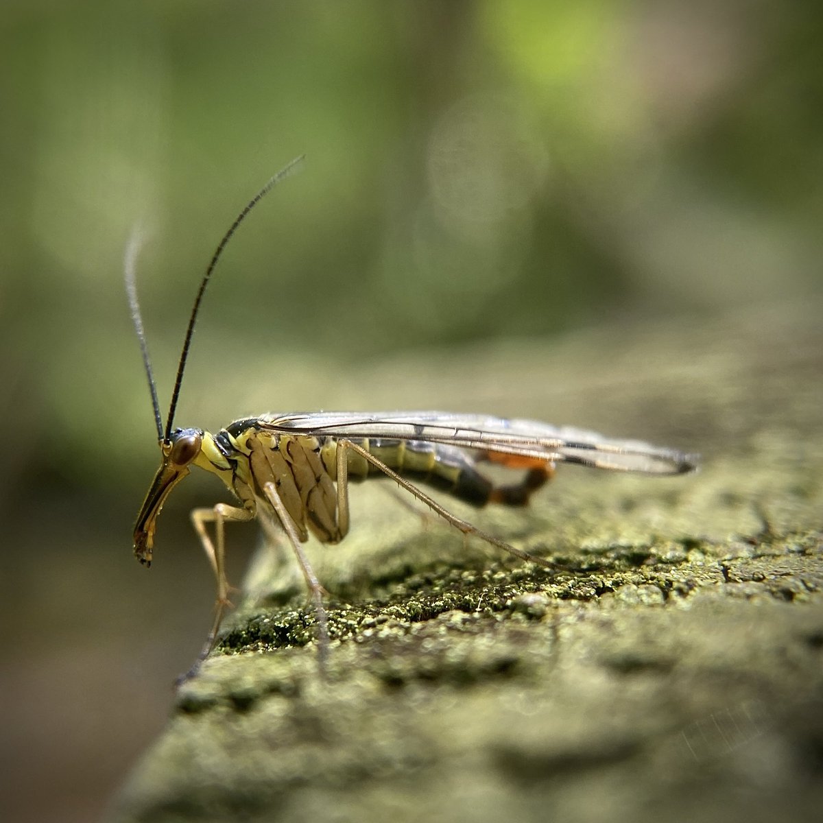 bernoid's tweet photo. Scorpion Fly. Look at his tail… so badass. #lookingatflies #scorpionfly https://t.co/uBVkrOsa1A