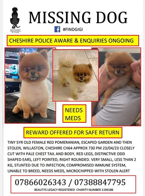 millypod1's tweet photo. #STOLEN @cheshirepolice @MerseyPolice
🆘23 APR 2023 GIGI #ScanMe
Pomeranian Female Very tiny 2kg
1 rounded ear 1 pointed ear
#Willaston #Cheshire #CH64 Between #Neston #EllesmerePort #Wirral Seen being picked up by a woman driving a large Dark Vehicle https://t.co/4Nn2gPhjYG https://t.co/XzjqcwWic8