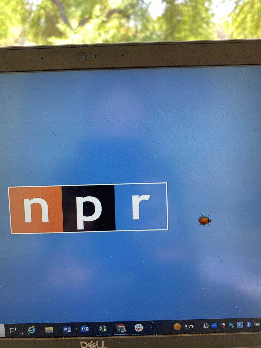Pausing to celebrate my first 🐞 sighting of spring … just hanging out on my work laptop 💻.