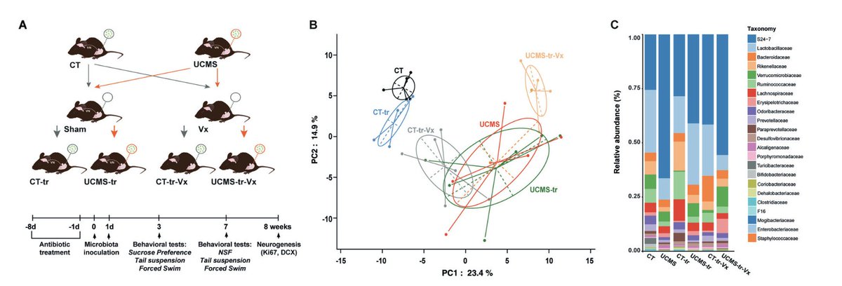 A collaborative work between @OURYLAB and Dr. Lledo's team demonstrated that the vagus nerve is essential to drive gut microbiota effects on adult neurogenesis and depressive-like behaviors. <a href="/molpsychiatry/">molecularpsychiatry</a>. Congrats Eleni for this amazing work!!! nature.com/articles/s4138…
