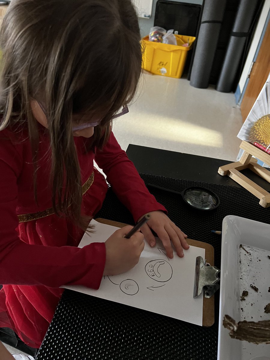 MsDavidovic123's tweet photo. Things are buzzing in our room. We have been learning all about bees. Our friends were curious how they make honey and how they change as part of a life cycle. These inquirers used their knowledge from our circle to label the parts of a bee. As other friends create a hive. 🐝 https://t.co/pbzgcQXtlO