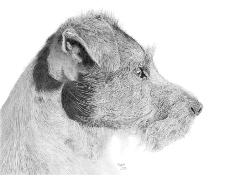 A beautiful #portrait of Gunner by ruthwalkerart.co.uk. So lifelike and it will be treasured. #dog #dogs #ParsonRussellTerrier #Dogsarefamily