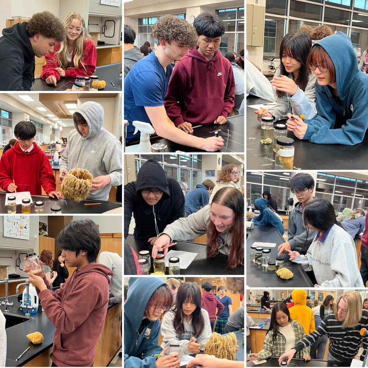 Students used morphological evidence to create cladograms showing the evolutionary relationships between different preserved specimens.