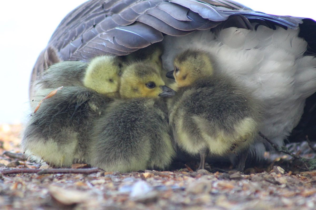 Caryl Mcmillan tweet media