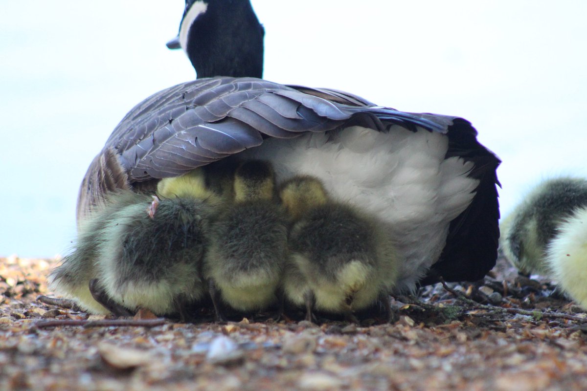 Caryl Mcmillan tweet media