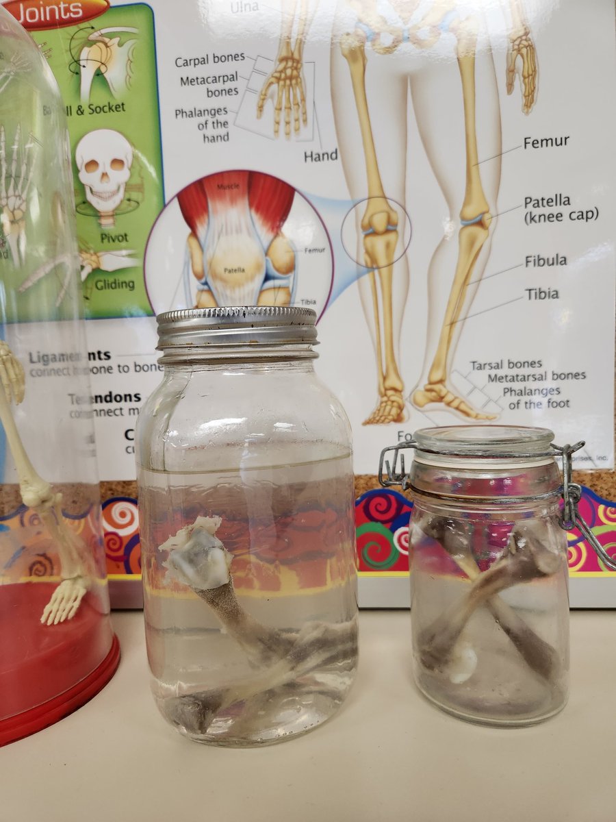 Silverheights 5B Hawks tweet media