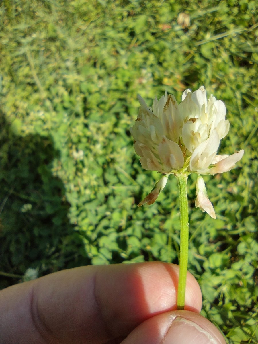 luckydervish's tweet photo. Legume flowers showing off a little evolutionary relationship: clover & peas flower petals have the same shapes
I love that they're named by the shape's similarities to sails on a boat: banner, wings, & keel
#plantscience #botany #botanyfun https://t.co/UQJOoITBVX
