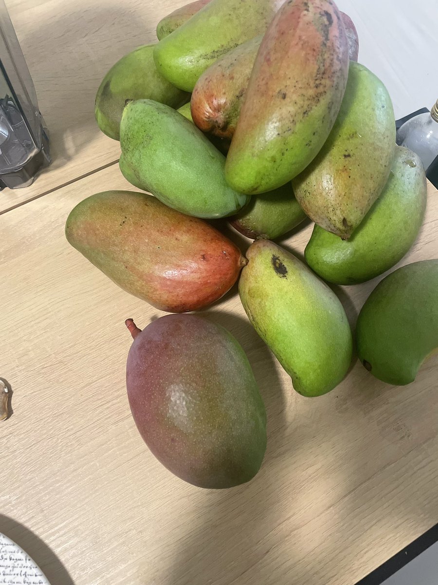 eatin mangos off my tree😁