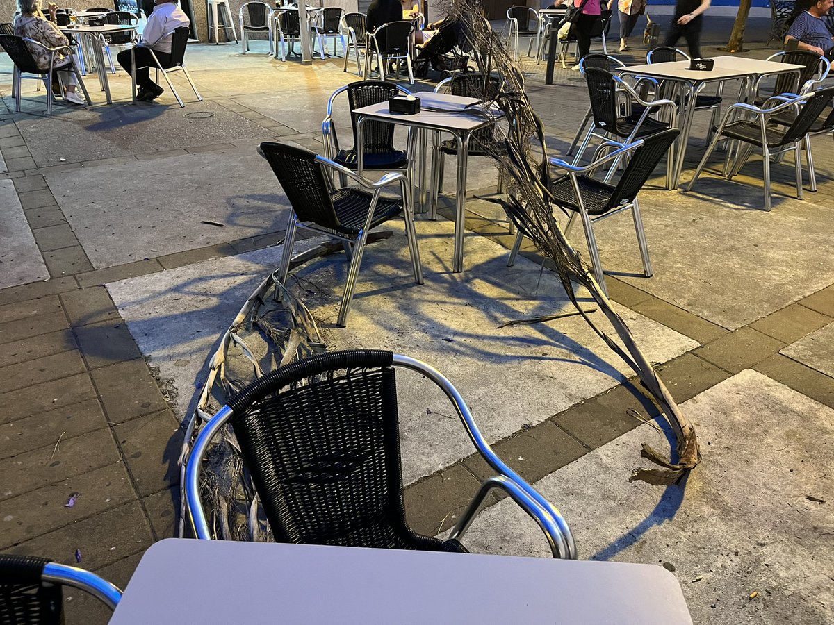 PilarPlr's tweet photo. No sé a quien le pertenece la limpieza y saneamiento de las palmeras que están ubicadas en las calles, en este momento al pasar por la calle Pablo Neruda se nos han caído dos ramas secas, gracias que las hemos podido esquivar, sino nos caen encima, @sadecocordoba @jmbellidoroche https://t.co/QQKJHyURJK