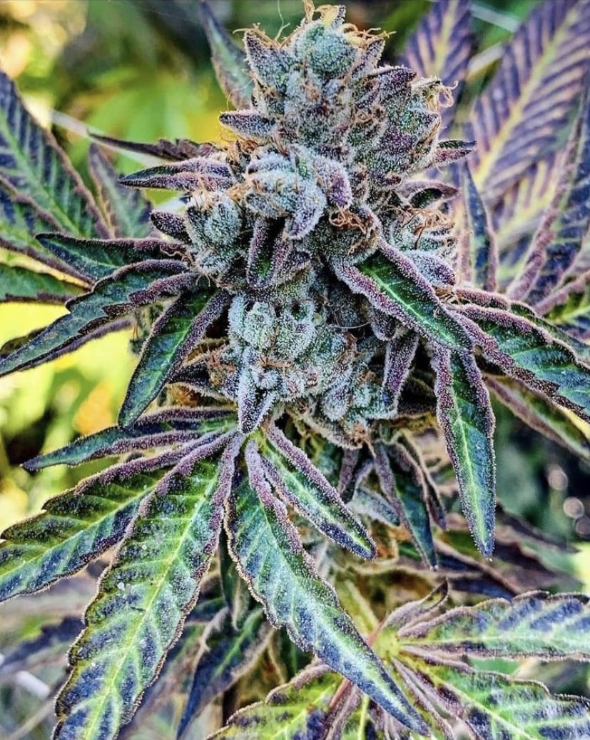 Attention home growers and commercial cultivators! Elevate your plant growth with TNB Naturals CO2 Enhancer - the best on the market! All-natural, easy to use, and outperforms any other CO2 product. Trust TNB Naturals to take your plants to the next level. #CO2supplementation