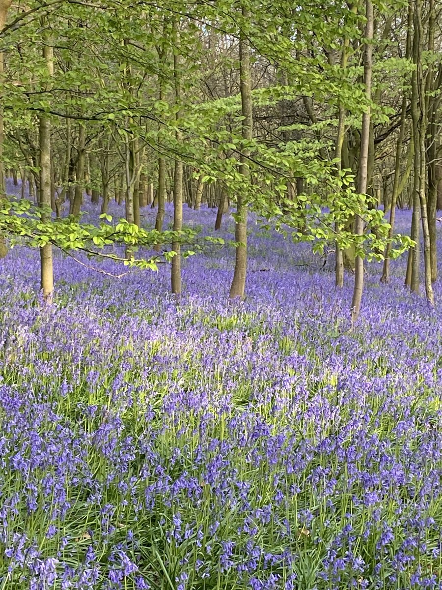 Blue as far as the eye can see! An ocean of blue at Ripley woods …went a few weeks ago but they are at their prime right now! Well worth a visit ⁦<a href="/ripleycastle/">Ripley Castle</a>⁩ #Harrogate #spring