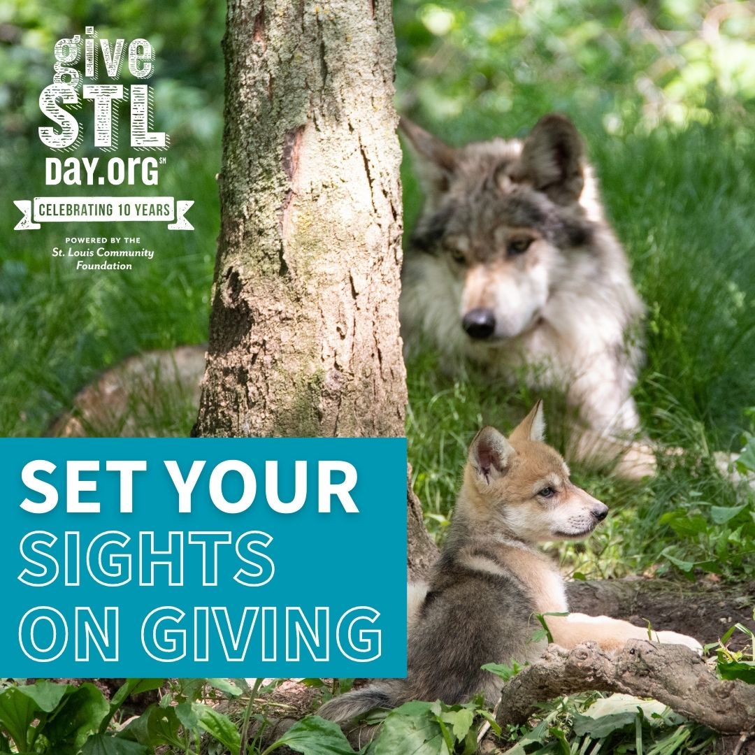 SAVE THE DATE. 🗓

It's Give STL Day day on May 10th, and we need YOUR help and support to make this year's event a huge success.

Every donation counts, large or small, so let's come together and make a difference. 

endangeredwolfcenter.org/it-takes-a-pac…