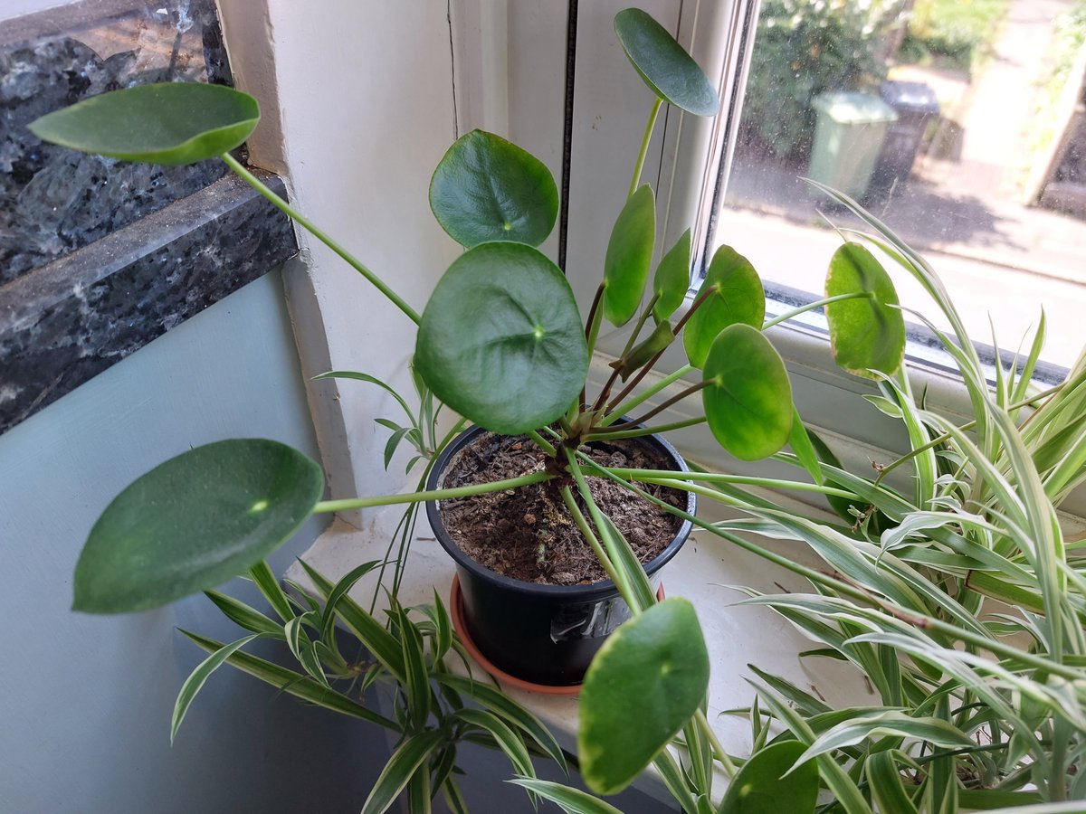 MaryStanwyck's tweet photo. This little pilea trying to defend her space among the encroaching crazy spider plants babies! #pilea #peperomioides #pileapeperomioides #chinesemoneyplant #PlantTwitter #Houseplants https://t.co/hSZ0LZGf85