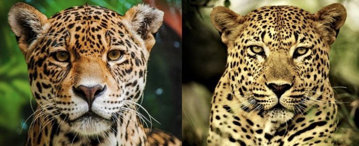 HouseofPanther's tweet photo. It’s #InternationalLeopardDay 🐆
What’s the difference between a Jaguar and a Leopard? Jaguars are larger, with rosette-shaped spots and found in Central/South America. Leopards are smaller, with simple spots and found in Africa/Asia. #jaguars #leopards #regennfts #refitulum https://t.co/QMRr576XZe