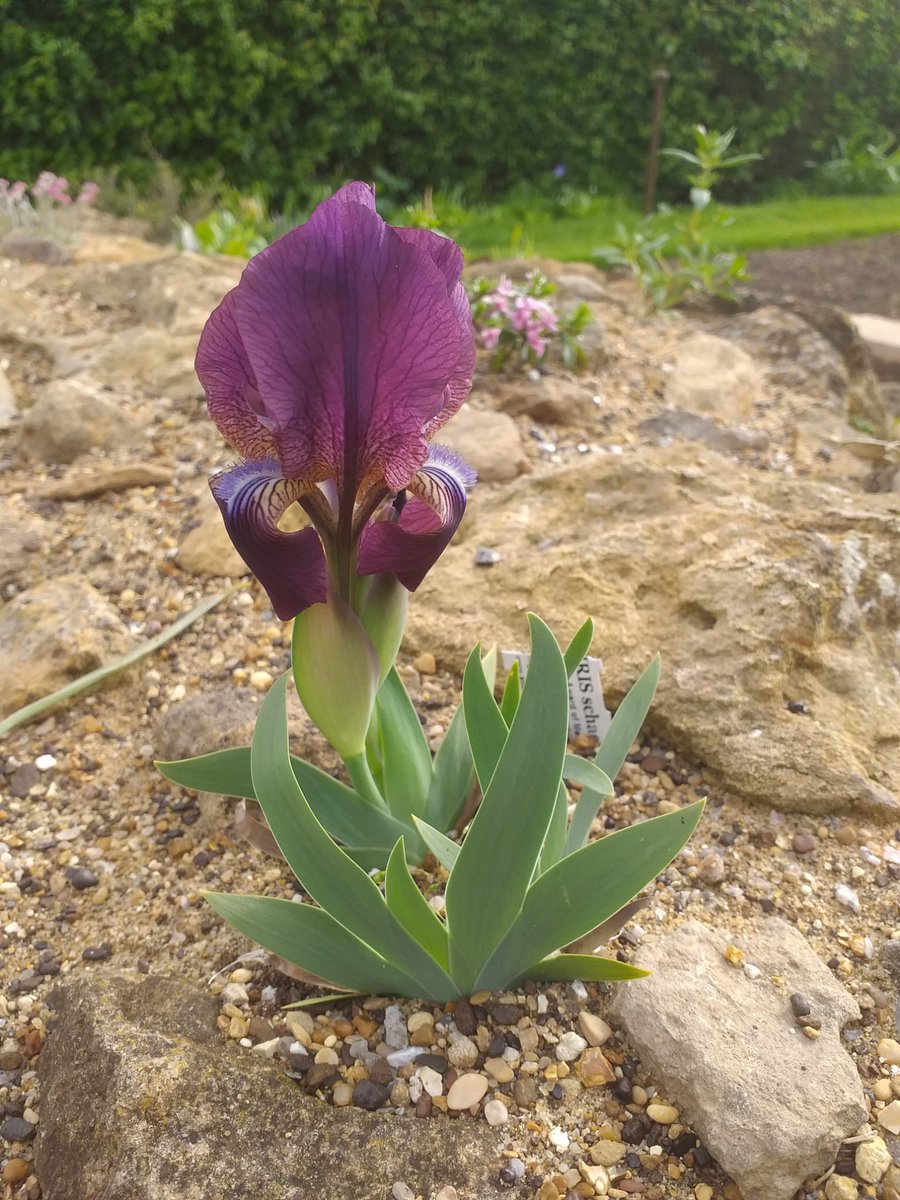 We are really pleased to see this Iris schachtii flowering on new raised bed.