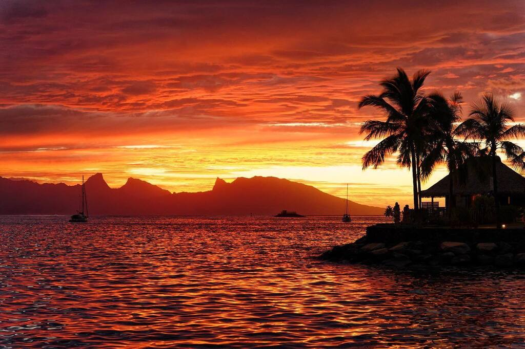 Pacific Beachcomber tweet media