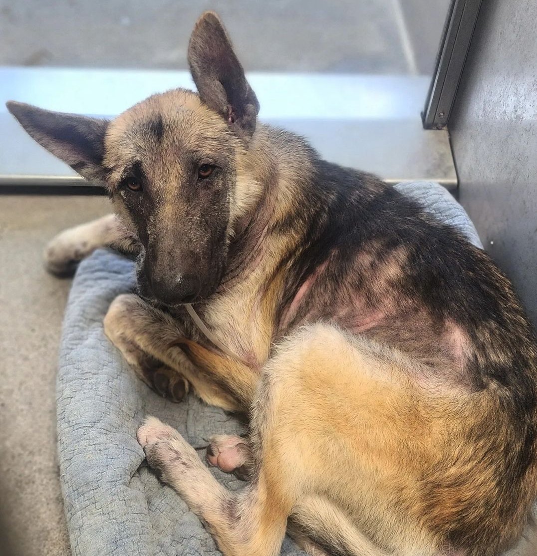 mapleveewesem's tweet photo. 🆘🐾🆘 @silversnouts would love to pull #GermanShepherd EZEKIEL from Downey #California and make sure his alopecia is treated properly. Can you foster this sweet boy? Reply here plz. Plz #PLEDGE for his care if you can 🙏 
#A5541570 https://t.co/zmaPnGKGBg