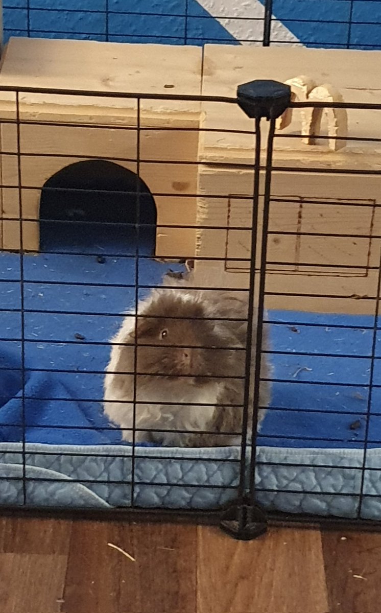 HitsuKuro's tweet photo. "Wo bleibt der Nachschlag?" -nimmersattes Schweinchen https://t.co/QCEMMfqa3O