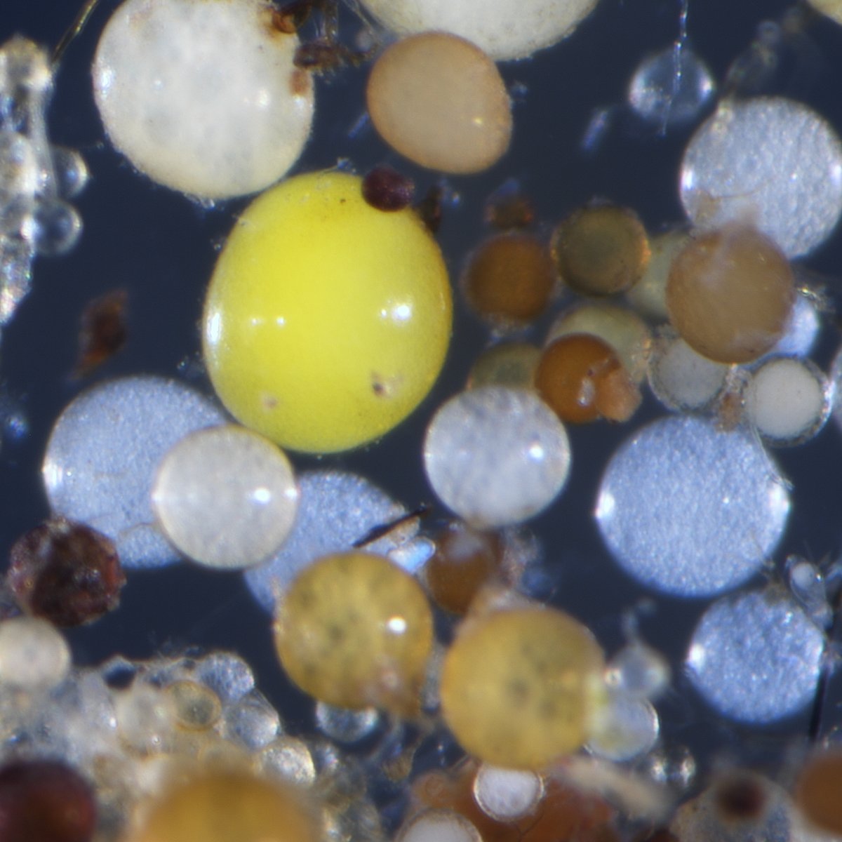 MycoBloom tweet media