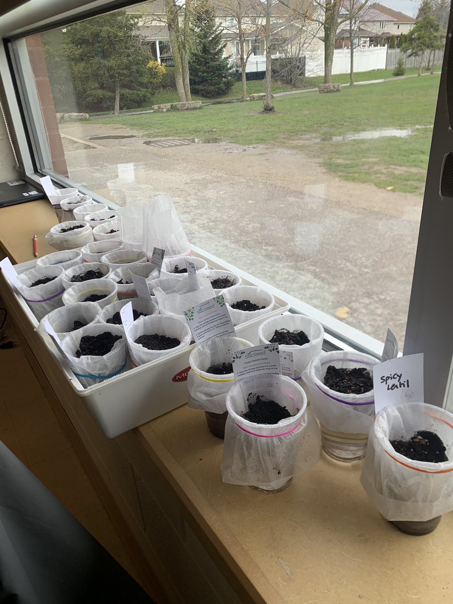MsRunstedler's tweet photo. Today we planted seeds for our #microgarden. We are excited to see what comes up and to taste test!
#wcdsbNTIP #wcdsbAWESOME https://t.co/c40AvoKEXJ