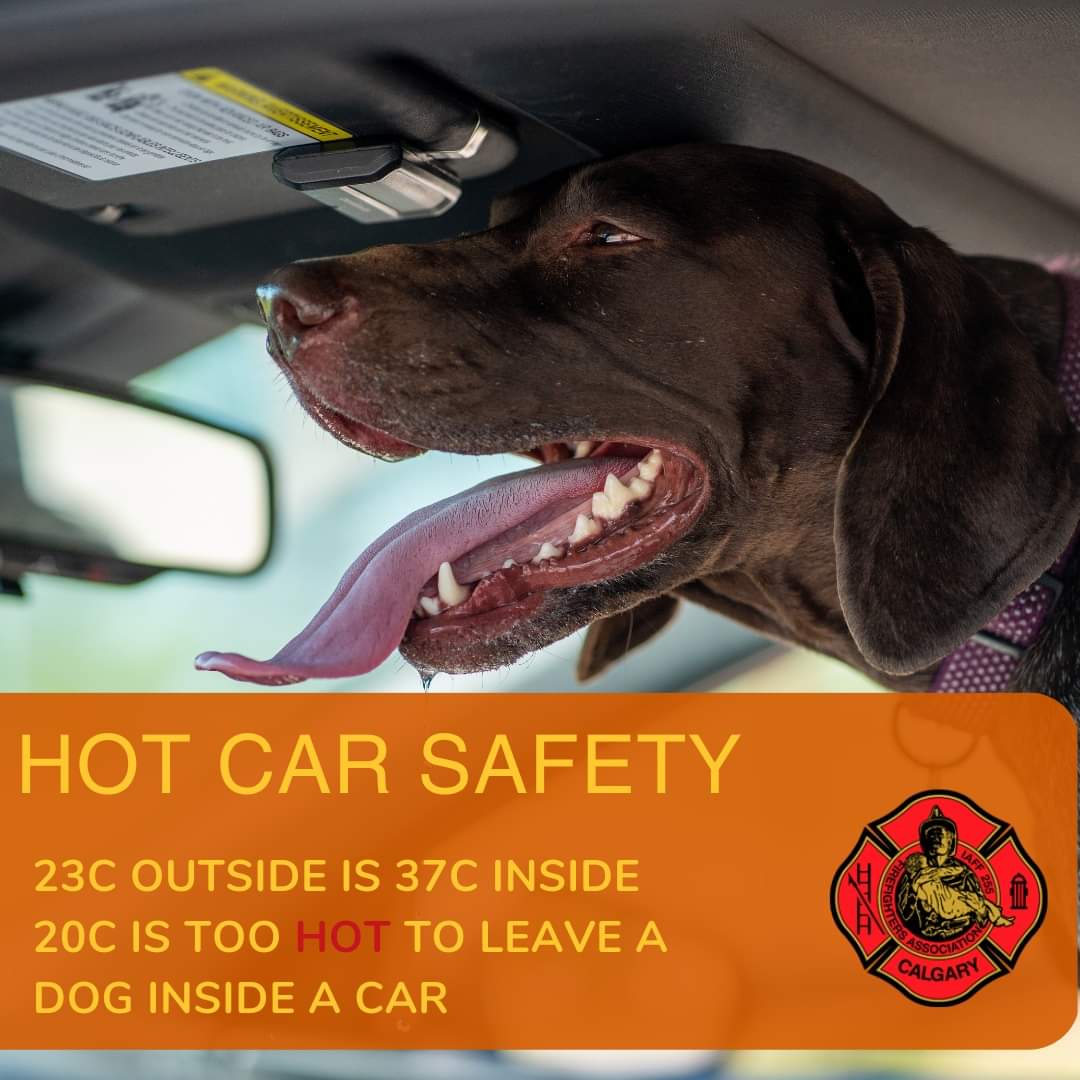 DroolYYC's tweet photo. Take care of us in the rising heat! ~ Diesel 

#doyoudrool #droolcrew #dogsdieinhotcars https://t.co/b5Vris8BOf