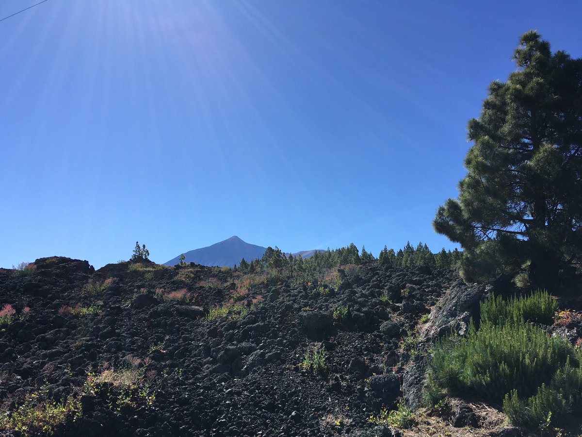 @TeesEarthEnv Lovely morning in the Teno area and wonderful Fayal Bresal ecosystem in amongst the lava flows with Teide looming above... thanks to Alexi @GeoTenerife and @beccawinnie