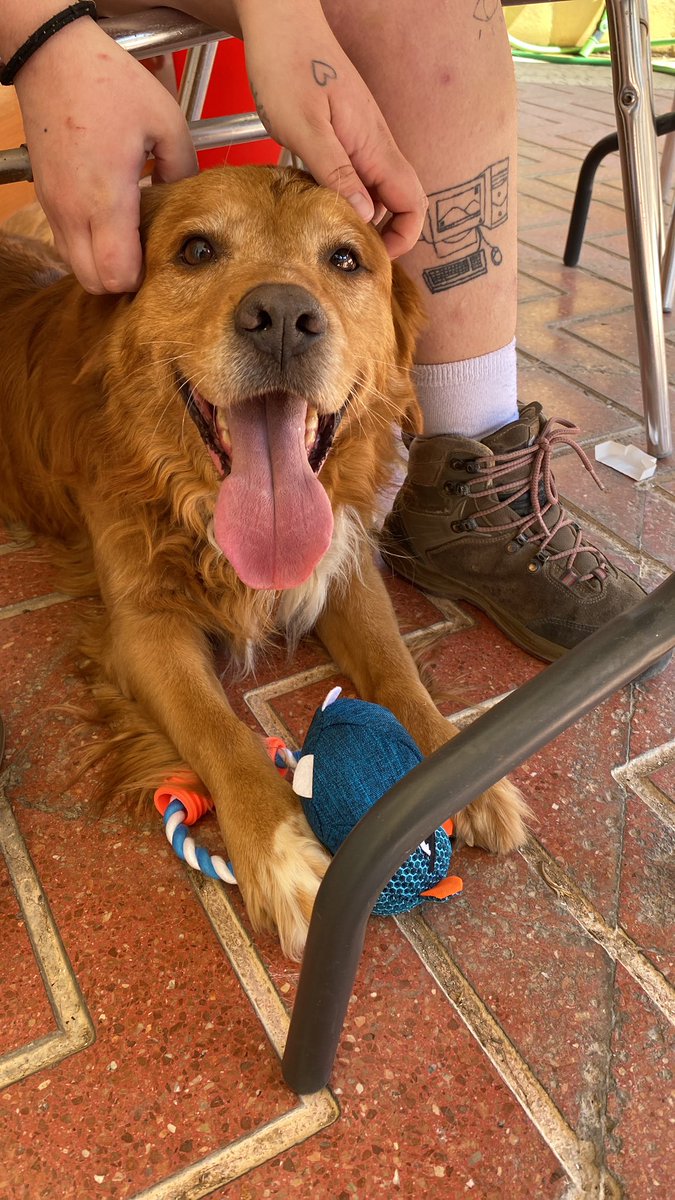 MirVegus's tweet photo. La semana que viene adoptamos oficialmente a este ser 🥺 https://t.co/6dAaTe9rk7
