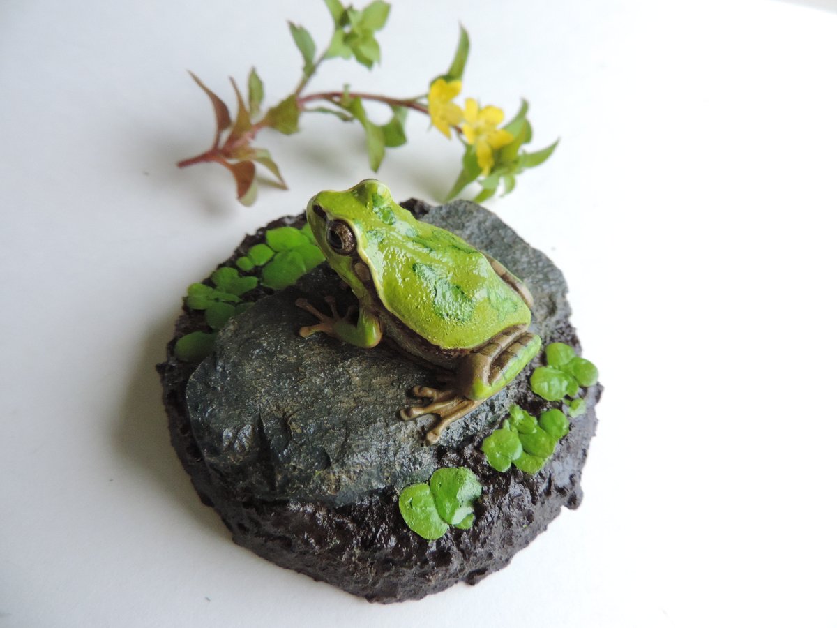 アマガエル FvP-sOLakAImXdG.jpg