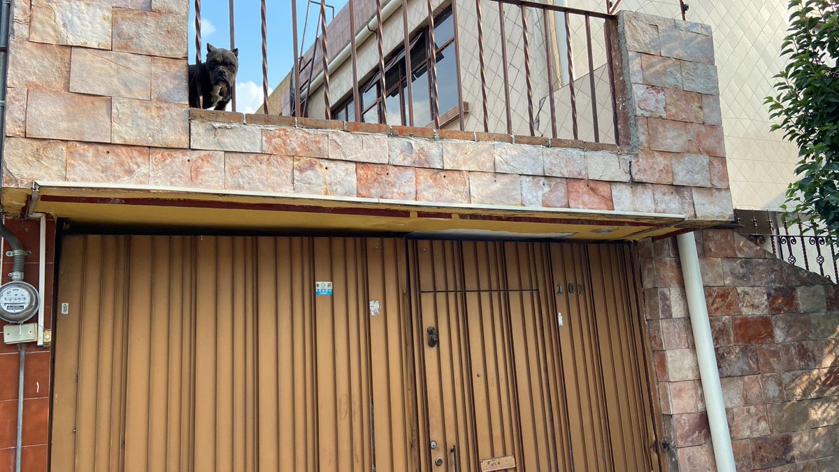 ContigoPuebla's tweet photo. ¡No más maltrato animal! Después del terrible suceso del #Bulldog en Lomas de Angelópolis, es hora de tomar acción. Vecinos de La Paz denuncian y piden el rescate y protección de estos perros. #RescateAnimal #NoAlMaltratoAnimal 🐶💚 https://t.co/rtJYZO4bbv