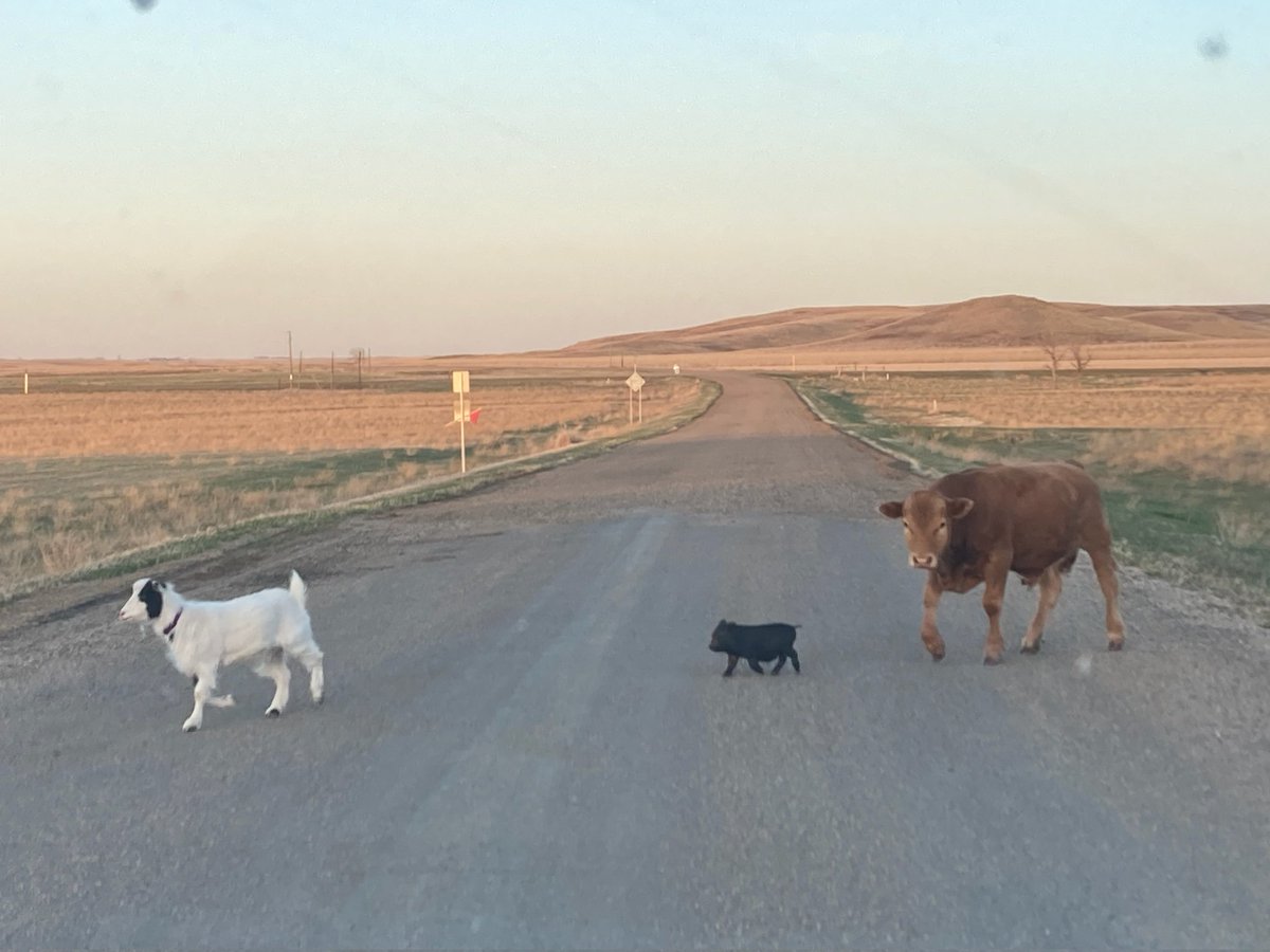 rockhillsranch's tweet image. Traffic was pretty bad tonight