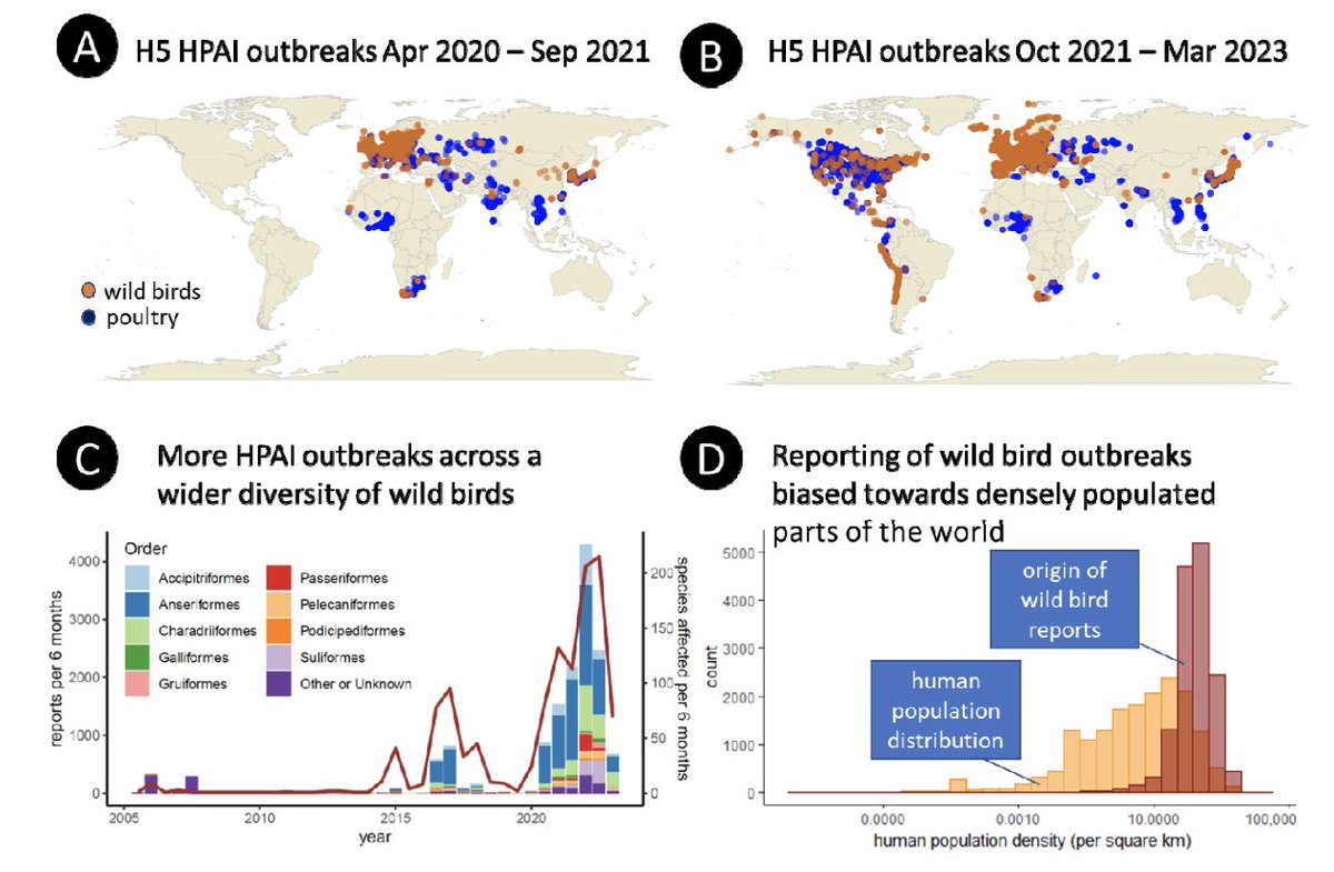 🚨 New paper with @MarsKlaassen 
The discrepancy between reporting data and the reality of the toll HPAI has had on wild birds is very concerning. Here we highlight this problem, and others, and to outline the plight of HPAI on wild birds
👉biorxiv.org/content/10.110…