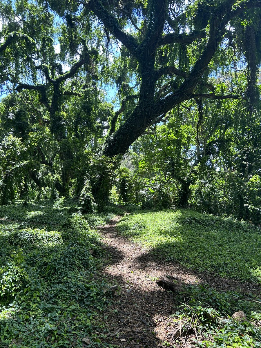 ハワイ州観光局 【公式】:旅、はじめるなら やっぱりハワイ on X