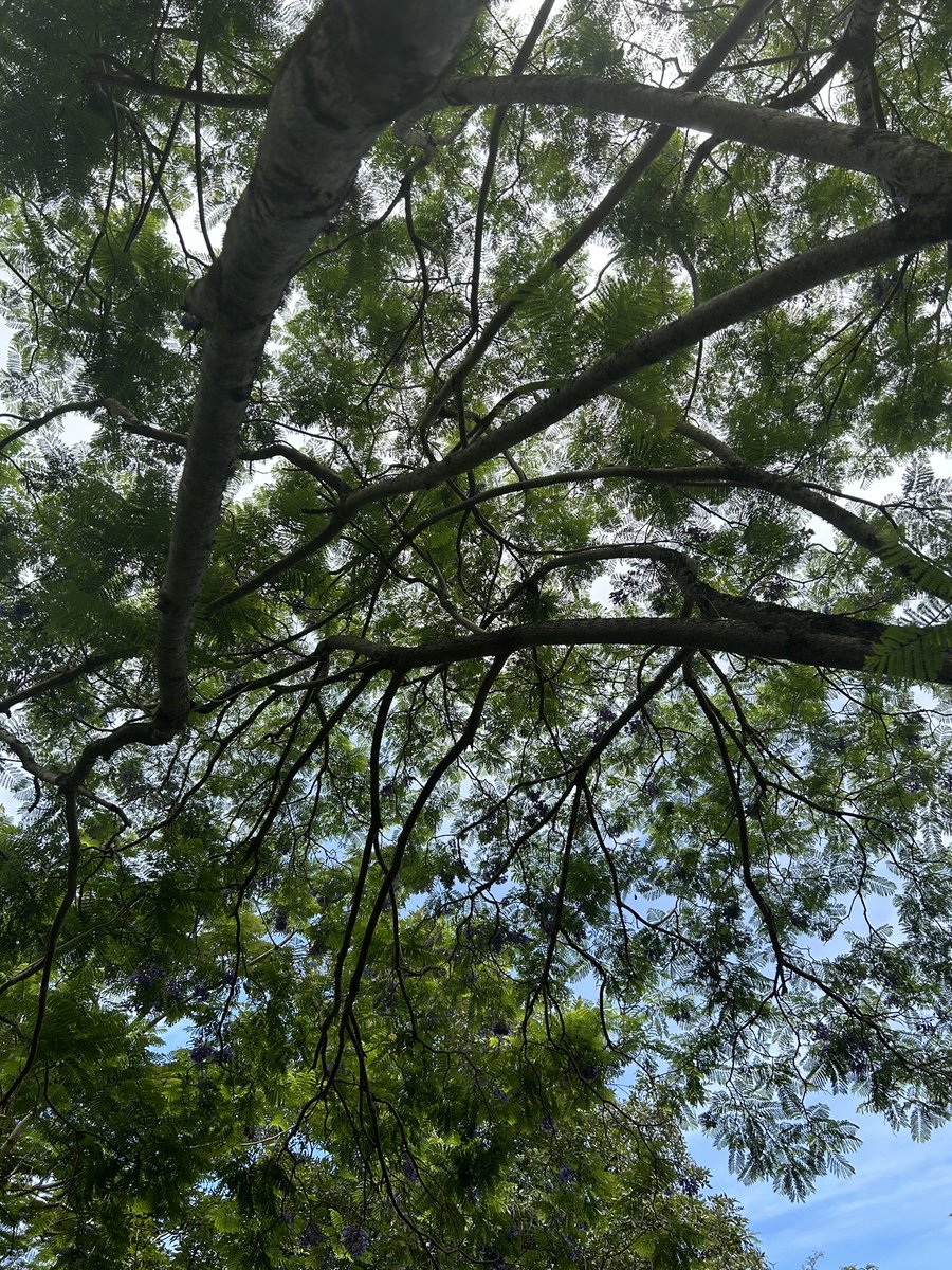 ハワイ州観光局 【公式】:旅、はじめるなら やっぱりハワイ on X