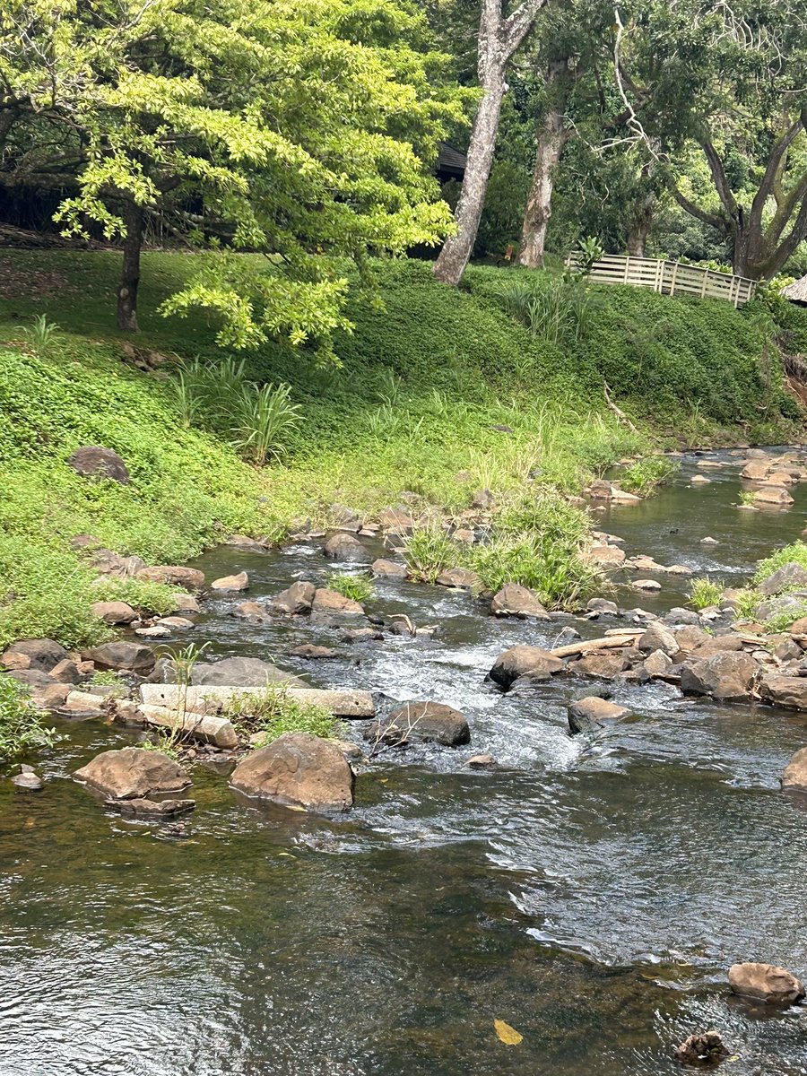 やっぱりハワイページ ハワイ州観光局 【公式】:旅、はじめるなら やっぱりハワイ on X