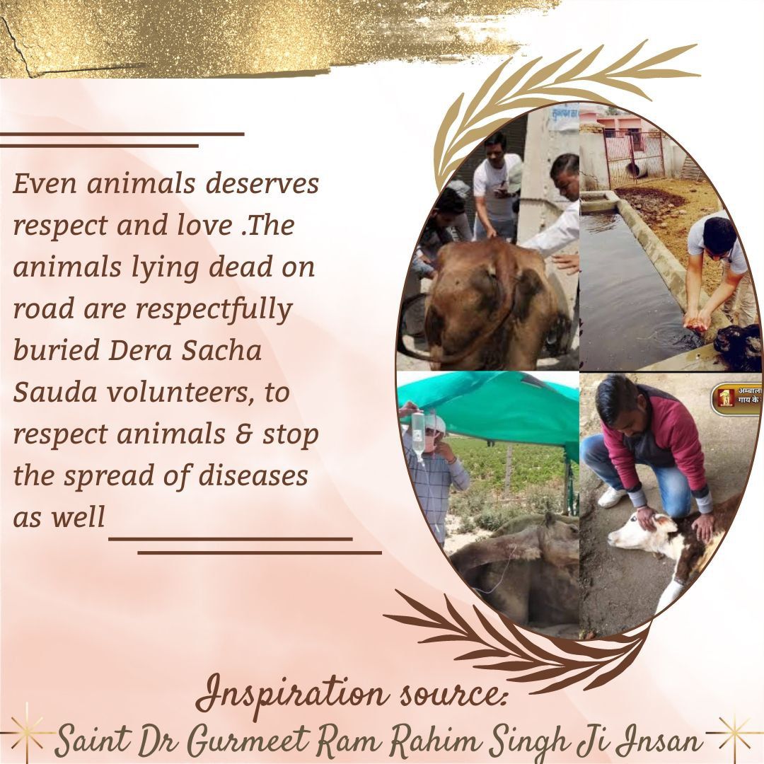 SudhaSharm48972's tweet photo. Dera volunteers have helped save many  human and animal lives thought tha initiative to be reflectors on animals. This has helped drastically reduced the night time accident. Inspiration:-
Saint Dr Gurmeet Ram Rahim Ji.
#EndCruelty 

Animal Welfare https://t.co/6SSzPhtjDM