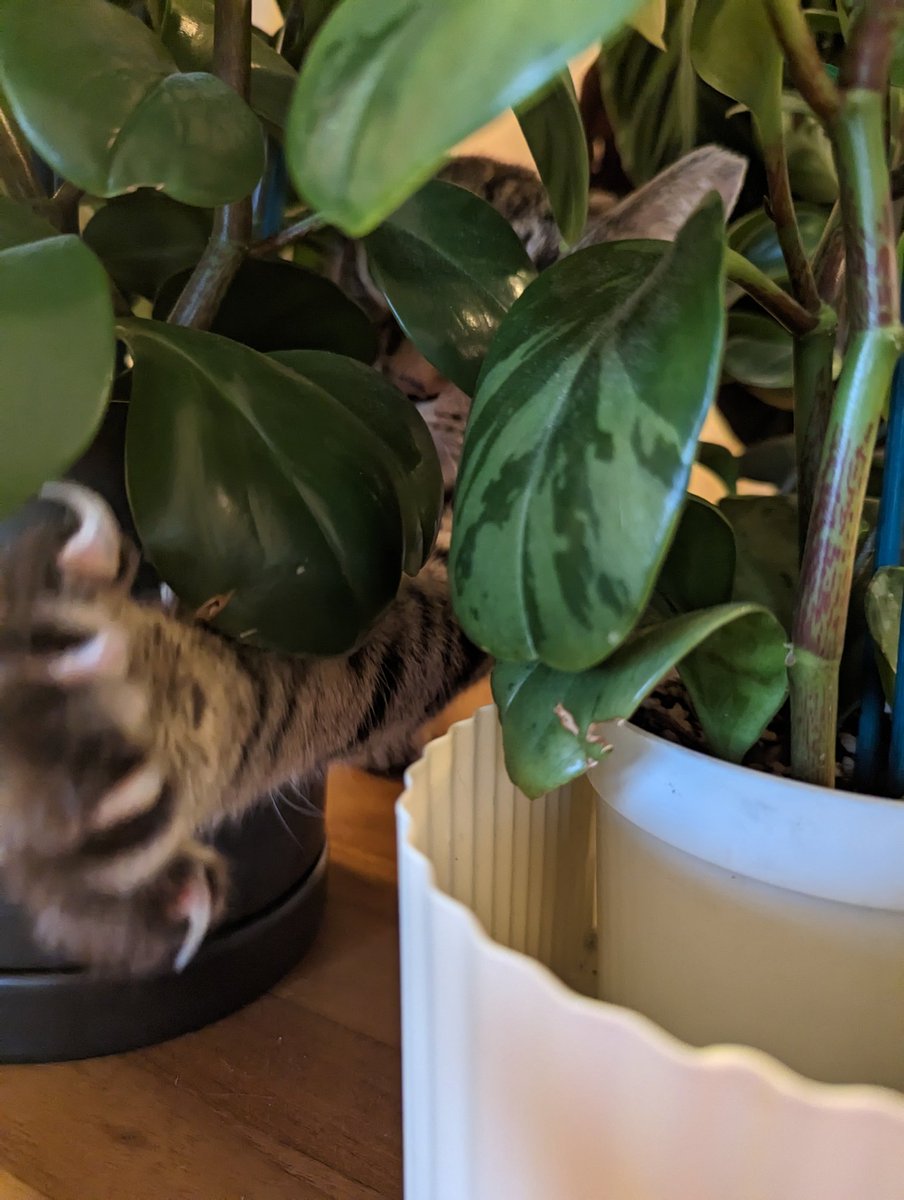 pico cat tweet media