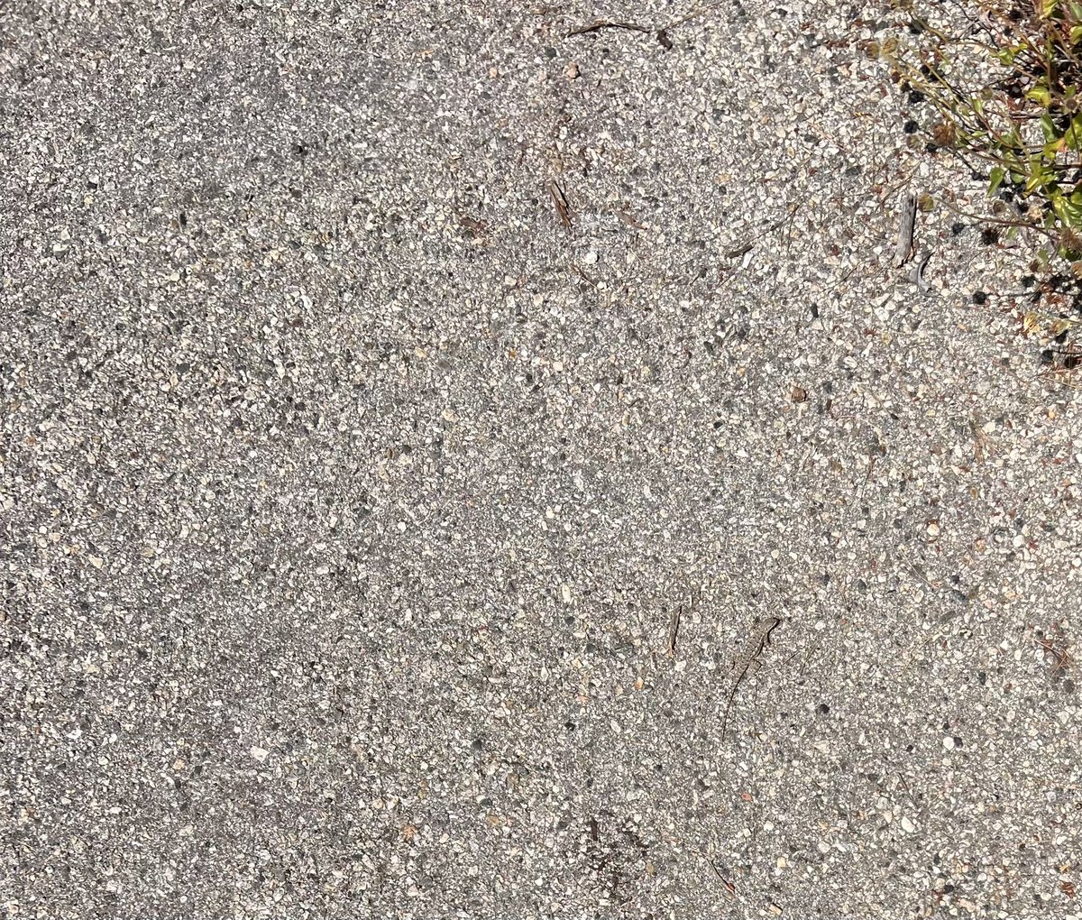 The western fence lizard, Sceloporus occidentalis, aka blue bellies have been all over the place here in LA, what are some lizards you’re seeing now that spring has sprung? Let me know when you #FindThatLizard. Make sure to tag with #FoundThatLizard! Good luck 🦎💜