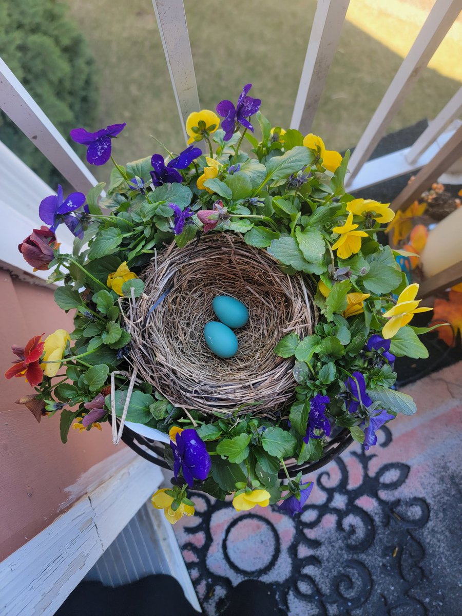 Gypsy2100's tweet image. So here is the three day progression of what is happening on my deck
#MnSpring #RockimRobin