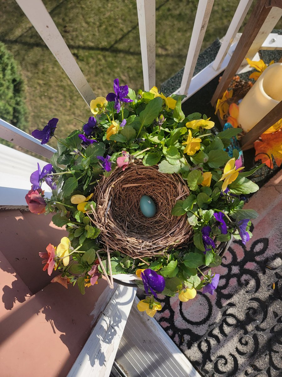 Gypsy2100's tweet image. So here is the three day progression of what is happening on my deck
#MnSpring #RockimRobin