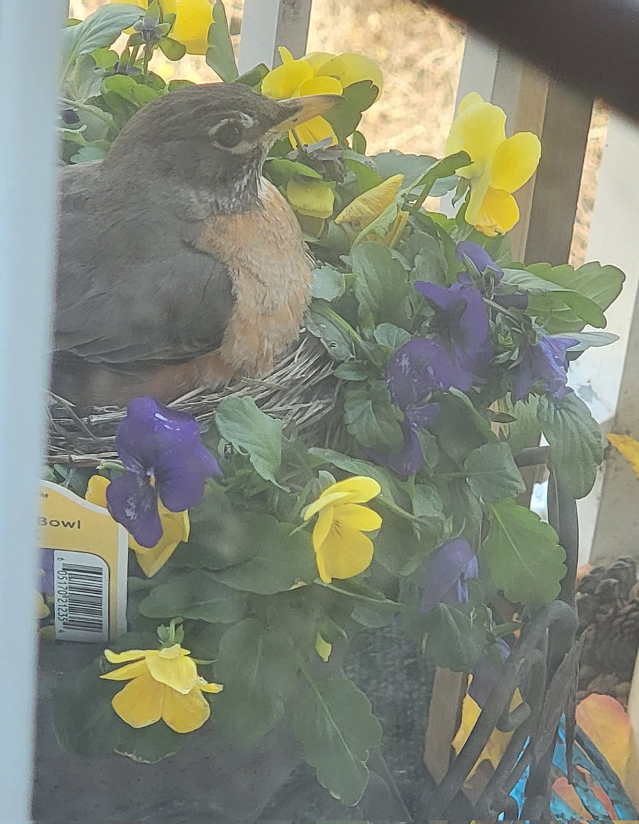 Gypsy2100's tweet image. So here is the three day progression of what is happening on my deck
#MnSpring #RockimRobin