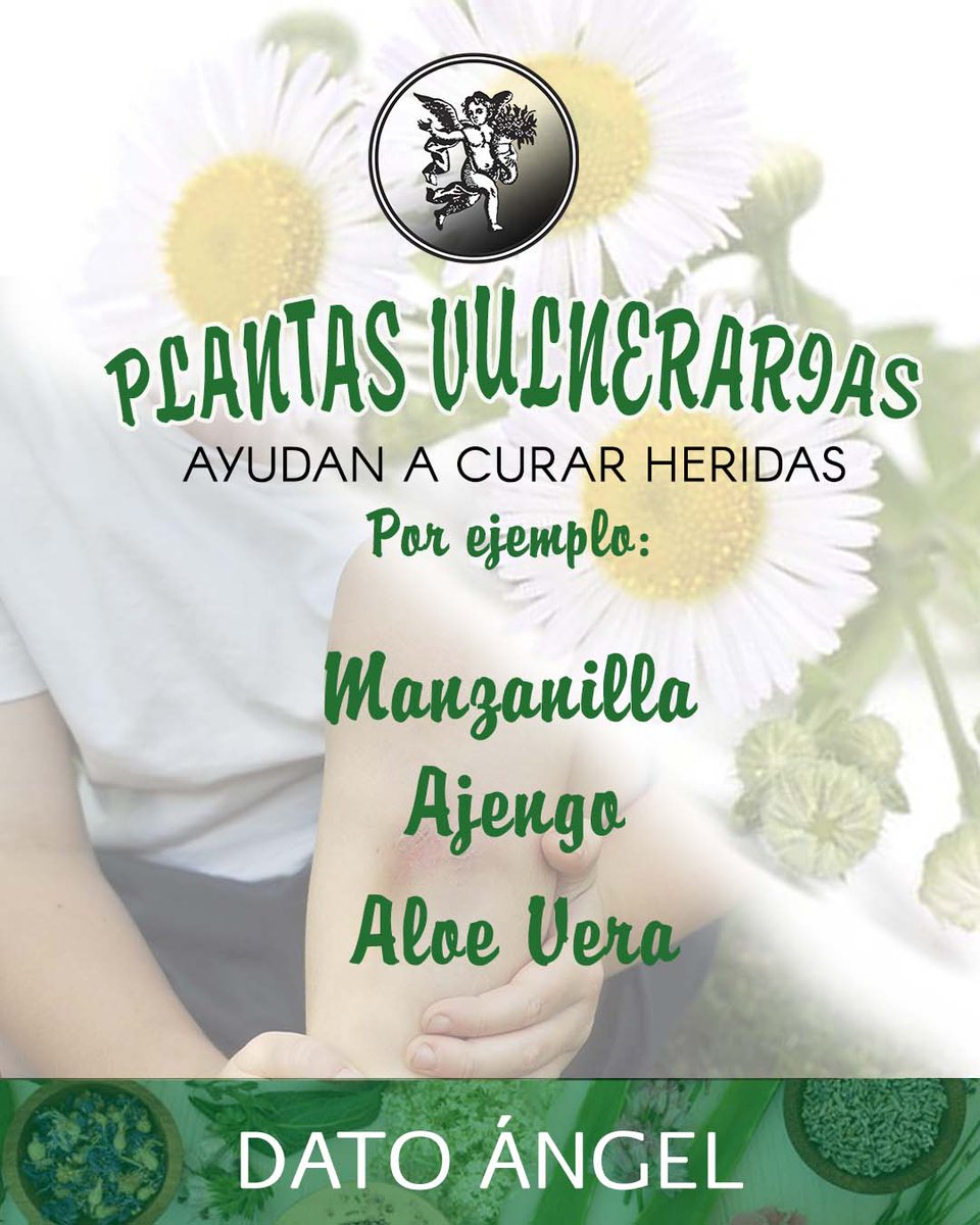 Lavoz_delangel's tweet photo. βοΈ Conoces las tipos de #plantasmedicinales π«
Las #plantas Vulnerarias ayudan a π©Ή #cicatrizar heridas.
Visita: https://t.co/PFexLrrWkO
#HojasRaicesyTallos #vulnerarias #heridas #cicatrizacion https://t.co/jcViPerGpD