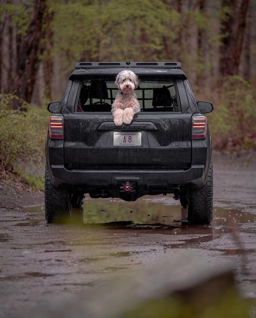 RainglerNets's tweet photo. @trailrunn4r &amp; one happy pup!
@rigs_and_paws @t4rexperience #dogslife #t4r #dogsincars #traildog #rainglerdogs #rainglernets #takemoreadventures #adventures #overlanding https://t.co/4Ak0wmtNw8