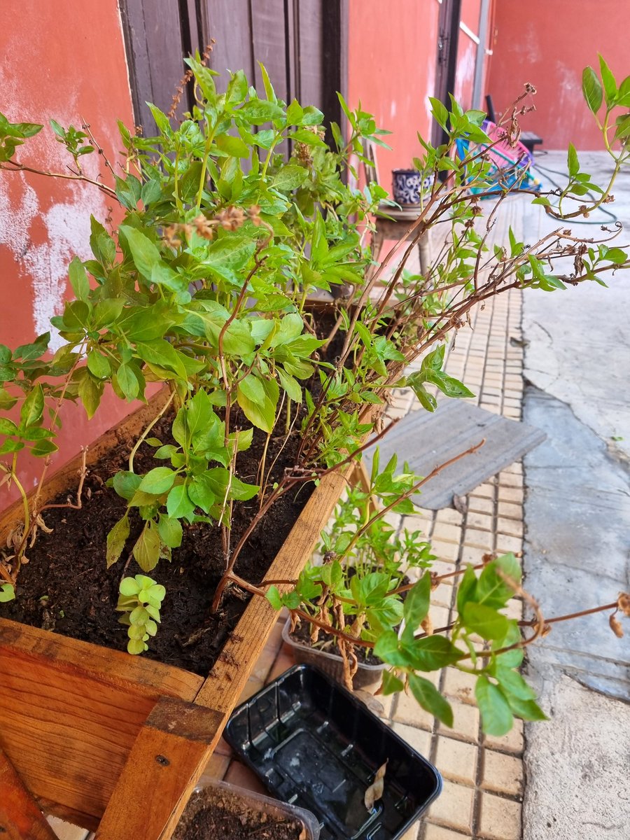 Nuestra salsa pesto la preparamos con albahaca cosechada en nuestro huertito.