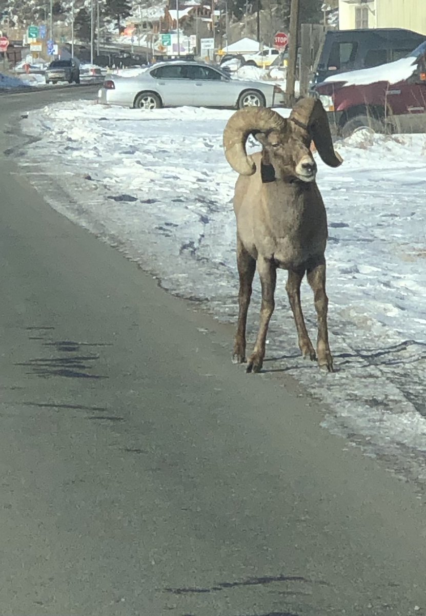 SuzBocc's tweet photo. Excited to learn I was selected to speak at the #IAEM23 annual conference in November.  Will see all you Emergency Managers in Long Beach!

Rocky Mountain Bighorn Sheep pic for fun. #ScenesFromMyCommute in Colorado. https://t.co/LLw2TnL0I6