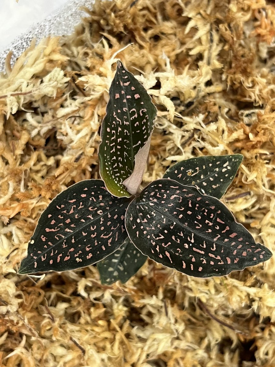 Tetsuya_fuku's tweet photo. Microchilus tridax
新葉も展開して落ち着いてきました。
#microchilus
#microchilustridax
#ミクロキルス
#ミクロキルストリダクス
#jewelorchid
#ジュエルオーキッド https://t.co/ftwmisTfby